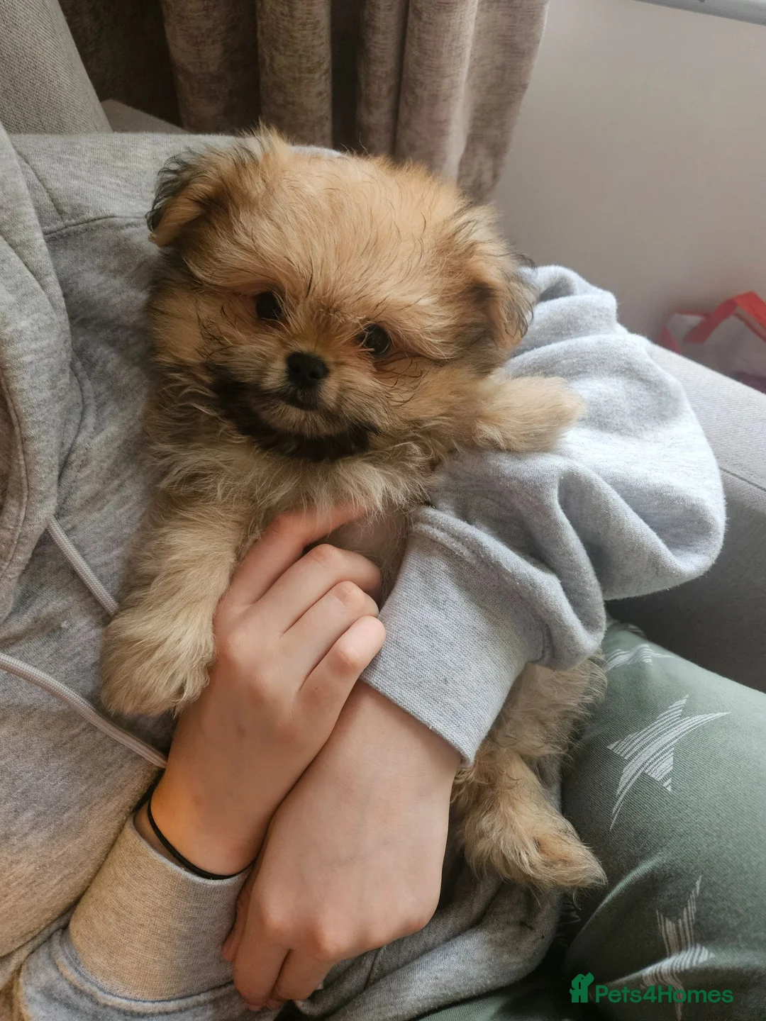 Mixed Breed dogs for sale: Last one left,quality pomeranian and shitzu cross - Advert 1