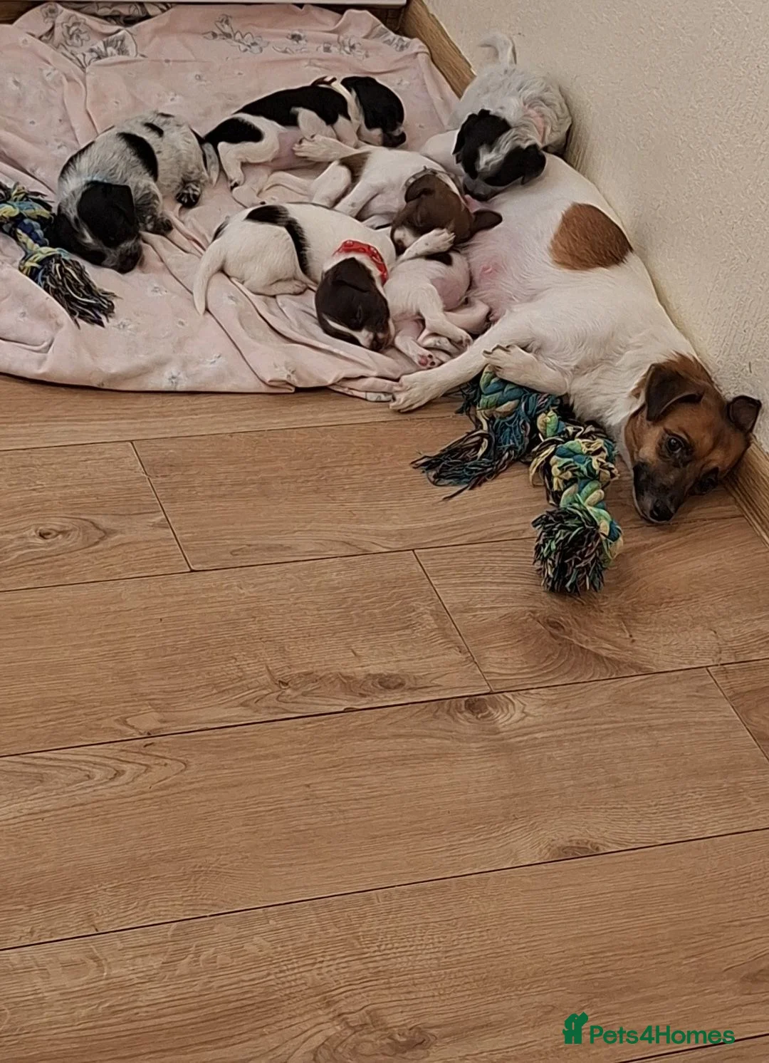 Mixed Breed dogs for sale: Jackapoos  - Advert 1