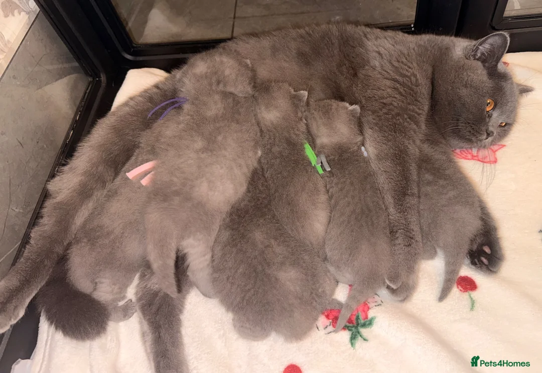 British Shorthair cats for sale: Imperial Grand Champion sired British Shorthairs  in Manchester - Advert 1