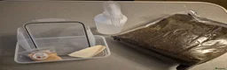 Snails invertebrates for sale: Baby Giant African land snail with temp. set up  - Advert 2
