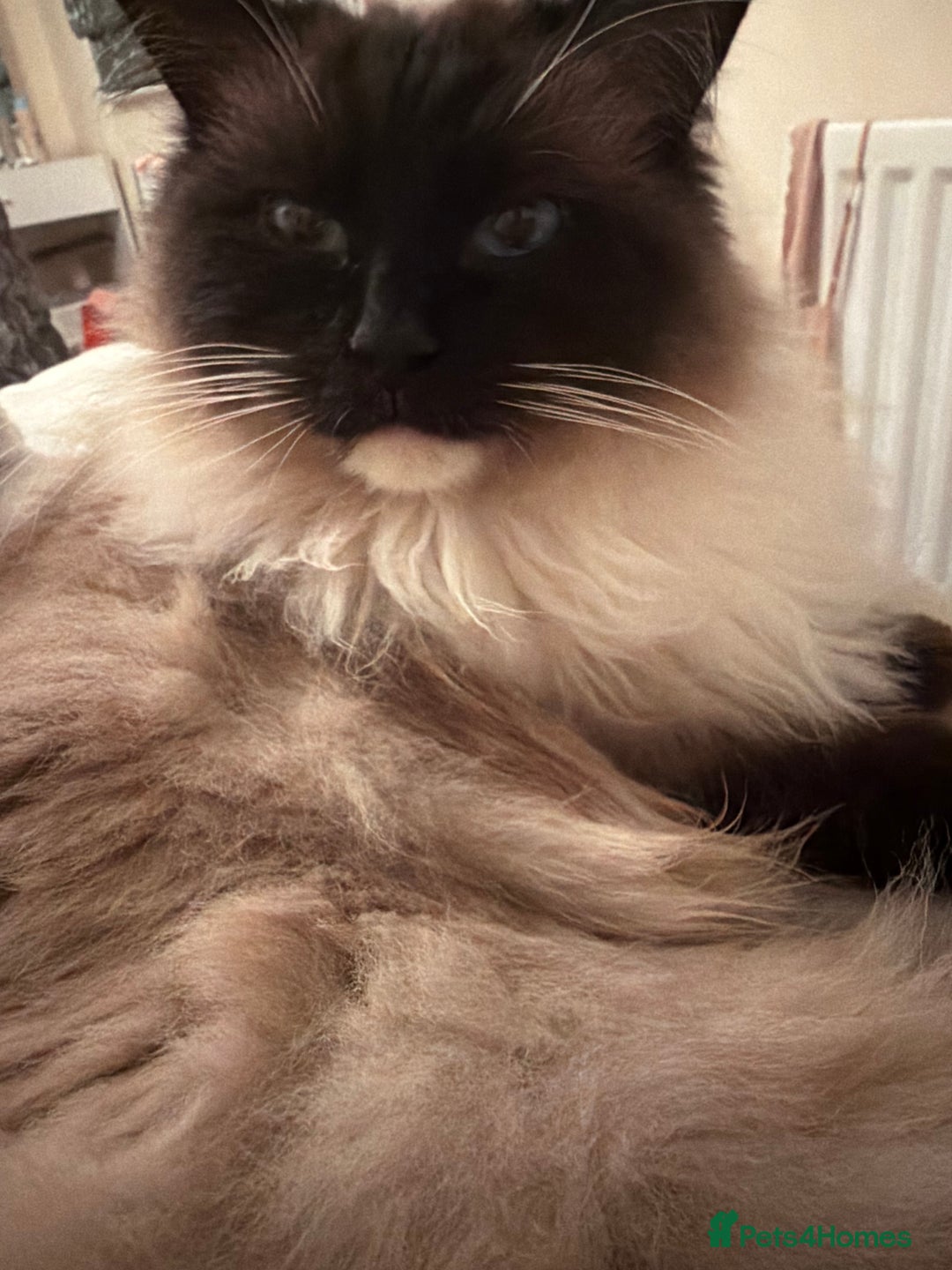 Ragdoll cats for sale: Stunning Male Ragdoll House Cat  - Advert 2