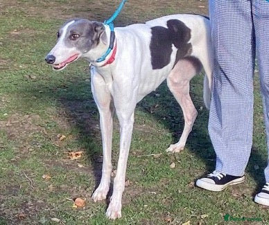 Greyhound dogs Sweet girl Victoria wants a loving forever home - Advert 12
