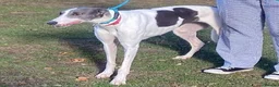 Greyhound dogs for adoption: Sweet girl Victoria wants a loving forever home - Advert 1