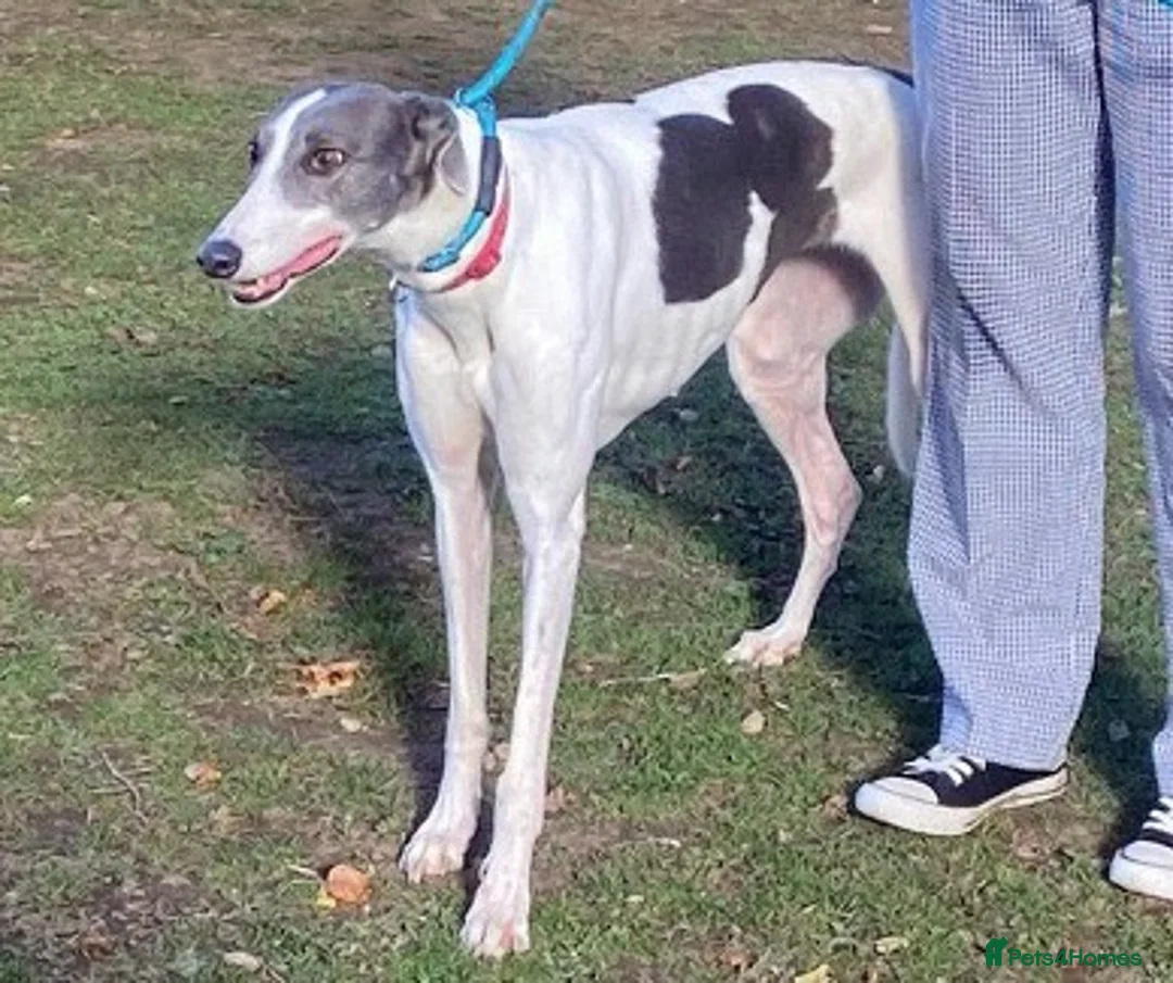 Greyhound dogs for adoption: Sweet girl Victoria wants a loving forever home - Advert 1