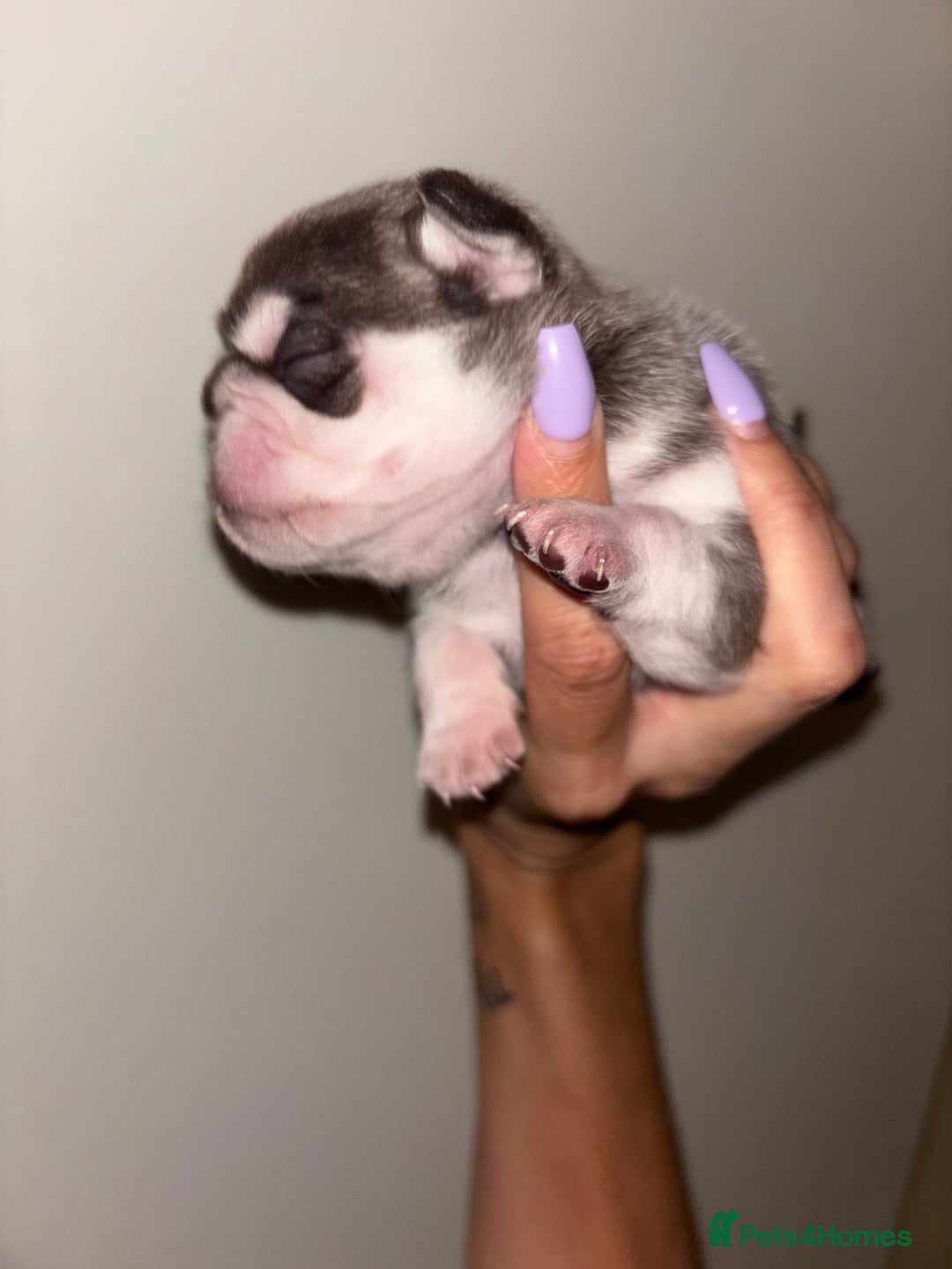 Pug dogs for sale: Beautiful kc registered Pug puppies - Image 8