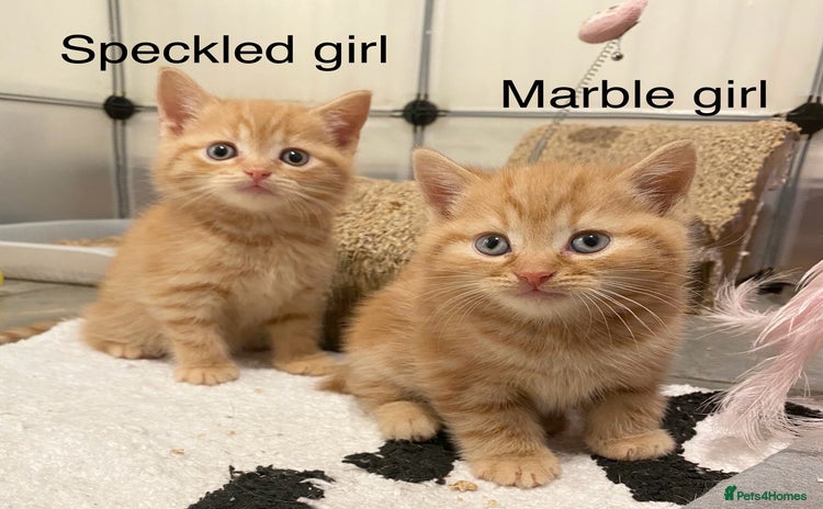 British Shorthair cats - Advert 3