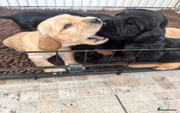 Sprocker dogs for sale: Cocker spaniel pups  - Image 22