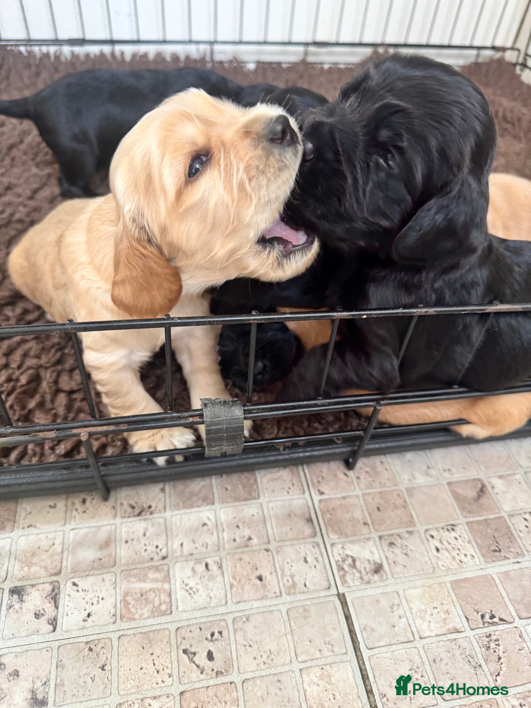 Sprocker dogs for sale: Cocker spaniel pups  - Image 22