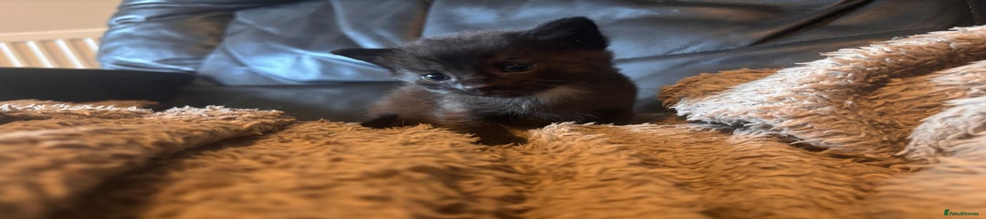 Mixed Breed Kitten 3