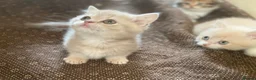 Munchkin cats for sale: Full Pedigree Munchkin Kittens - Advert 7