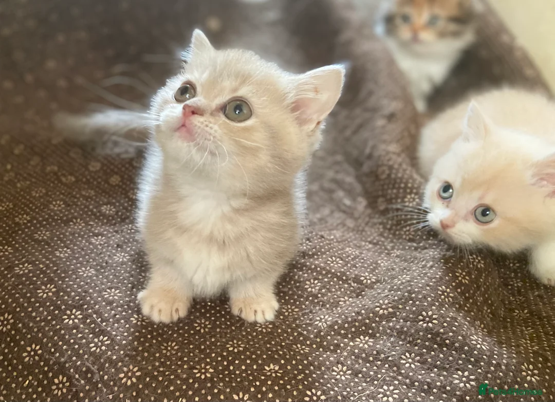 Munchkin cats for sale: Full Pedigree Munchkin Kittens - Advert 7