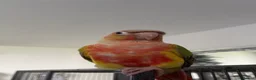 Conures birds for sale: Friendly concure for rehoming - Advert 1