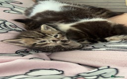 Mixed Breed cats for sale: 2 beautiful male kittens  - Image 3