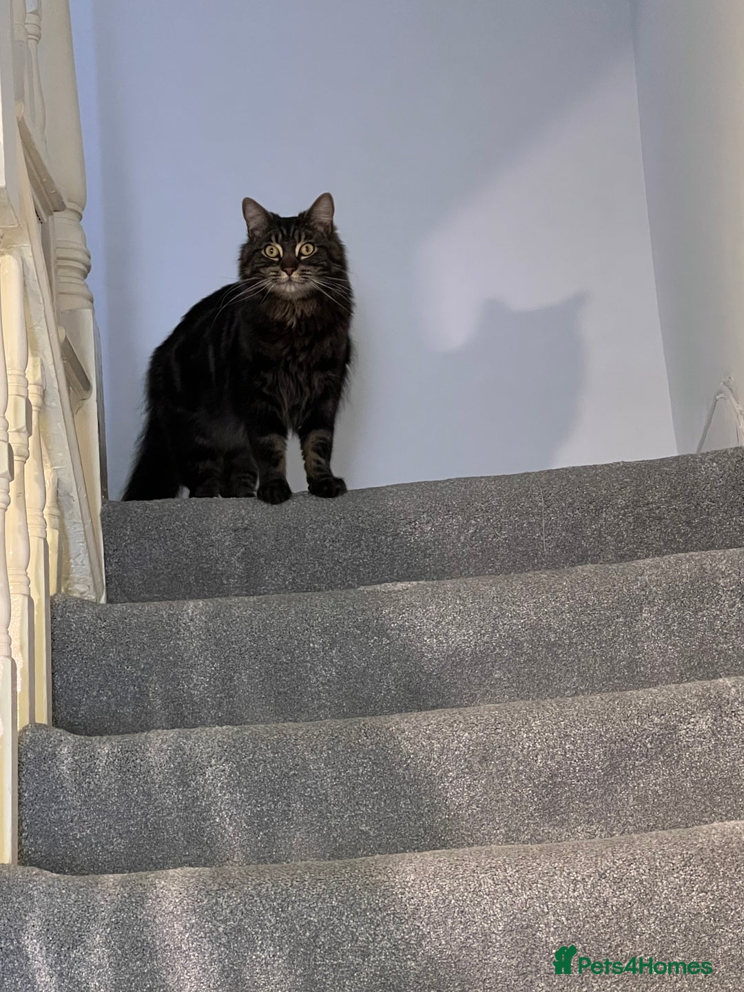 Maine Coon cats for sale: Maine Coon - Advert 3