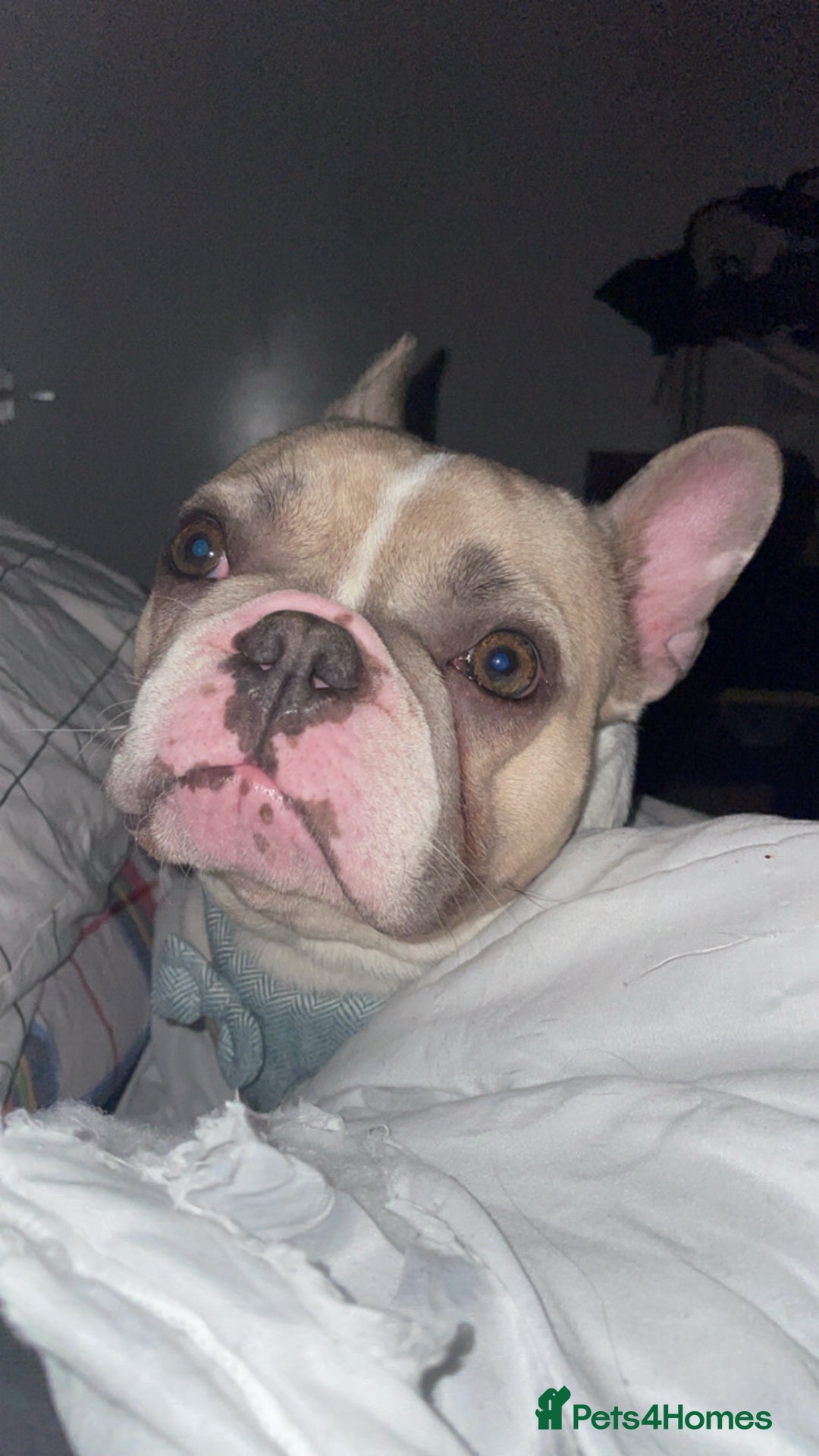 French Bulldog dogs for sale: Harley-Loving Female French Bulldog pet free home - Advert 1