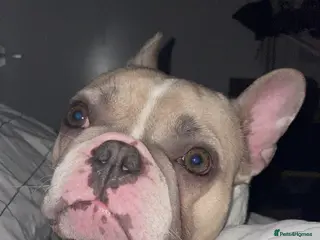 French Bulldog dogs Harley-Loving Female French Bulldog pet free home - Advert 6
