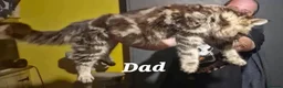 Maine Coon cats for sale: Tica registered DNA tested parents poly Maine Coon - Advert 4