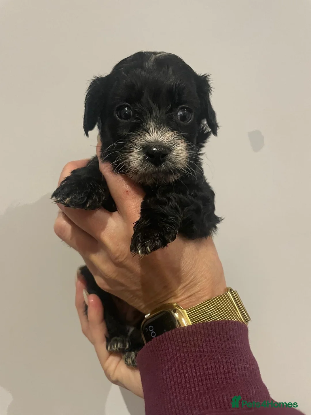 Cavapoo dogs for sale: Beautiful Cavapoo puppies for sale  - Advert 2