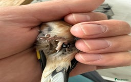 Finches birds for sale: Lovely couple of goldfinches for sale - Image 8