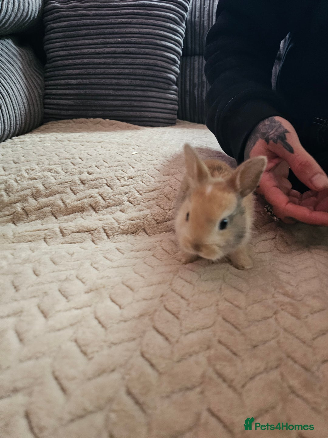 Harlequin rabbits for sale: 7 beautiful Harlequin bunnies looking for a new 🏡 - Image 26