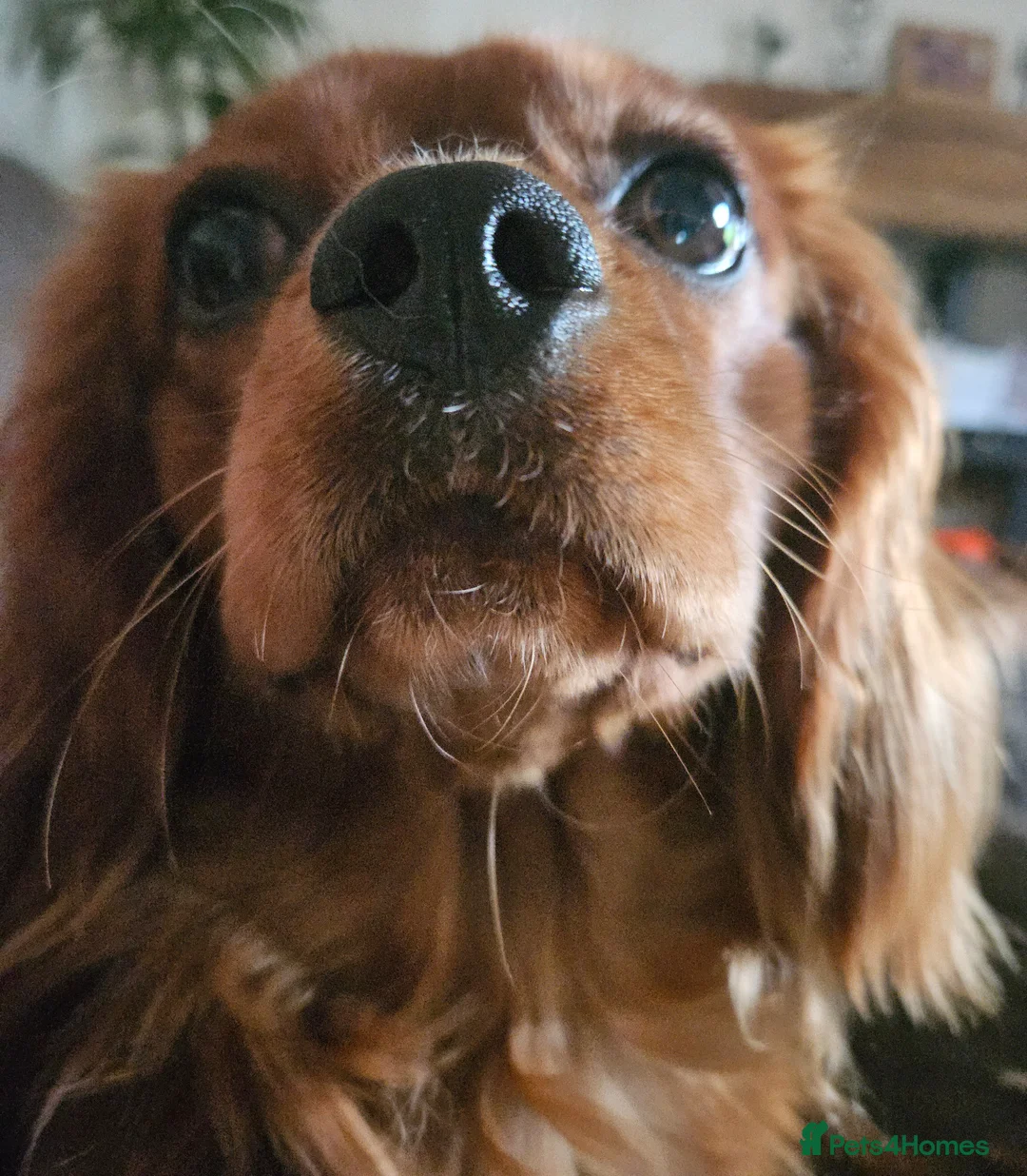 Cavalier King Charles Spaniel dogs for sale: Must go to a loving home in Weston-super-Mare - Advert 2