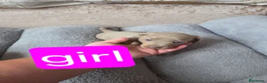 Dachshund 4