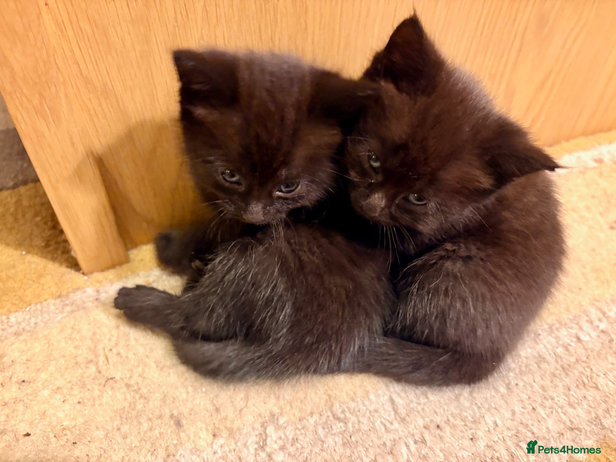 Mixed Breed cats for sale: Beautiful Kittens For Sale - Advert 3