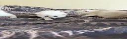 Scottish Fold cats for sale: Scottish Fold & Straight Kittens – Blue Eyes - Advert 8