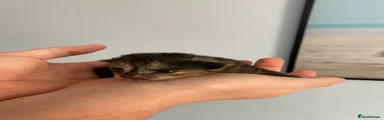 Heavily marked tortie girl