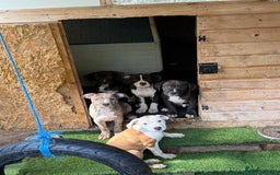 Mixed Breed dogs for sale: Big sale !!!!! 400£ - Image 11