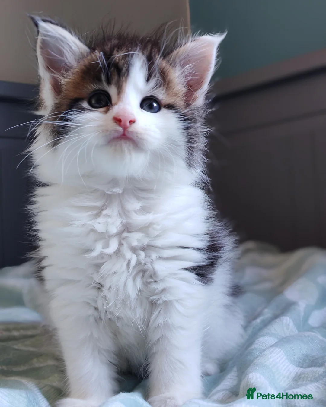 Maine Coon cats for sale: Beautiful Maine Coon Kittens  - Advert 22