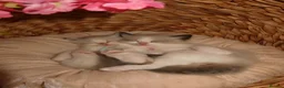 Ragdoll cats for sale: Bicolor/Lynx Ragdoll Kittens - TICA Registered  - Advert 13
