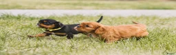 Cavalier King Charles Spaniel dogs for sale: Cavalier king Charles puppies - Advert 1