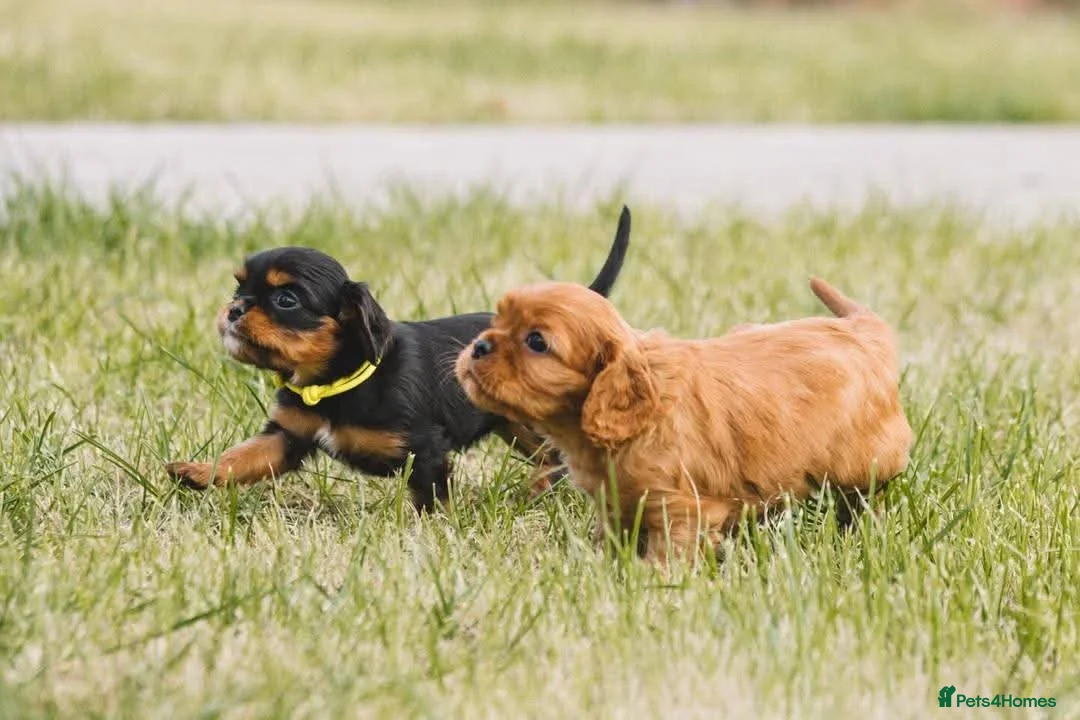 Cavalier King Charles Spaniel dogs for sale: Cavalier king Charles puppies - Advert 1