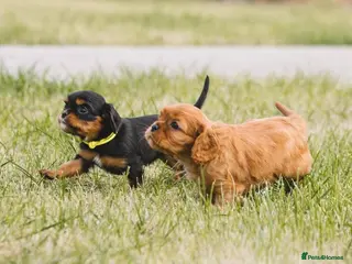 Cavalier King Charles Spaniel dogs Cavalier king Charles puppies - Advert 1