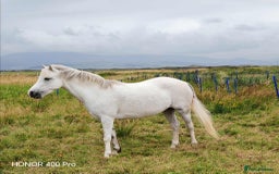 Welsh Section A horses for sale: For sale Welsh section A pony  - Image 4