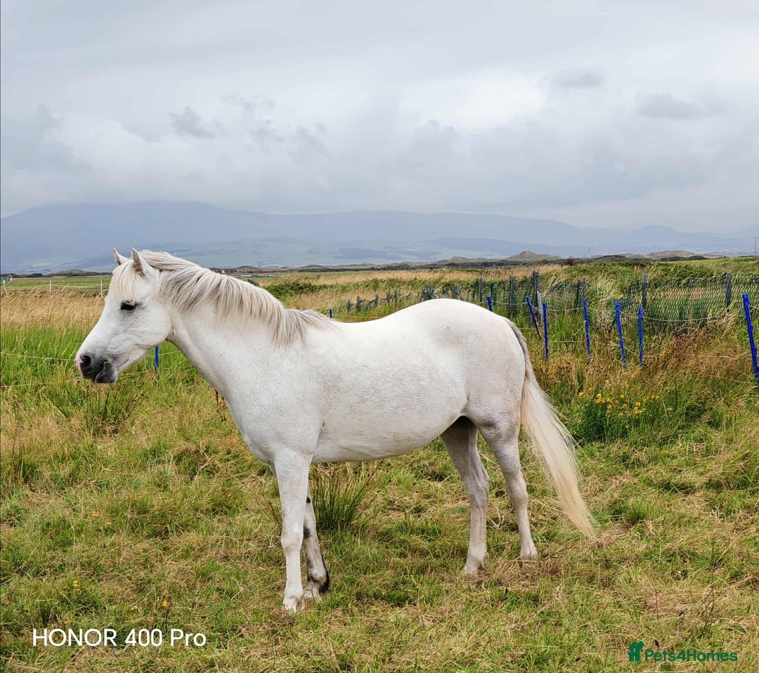 Welsh Section A horses for sale: For sale Welsh section A pony  - Image 4