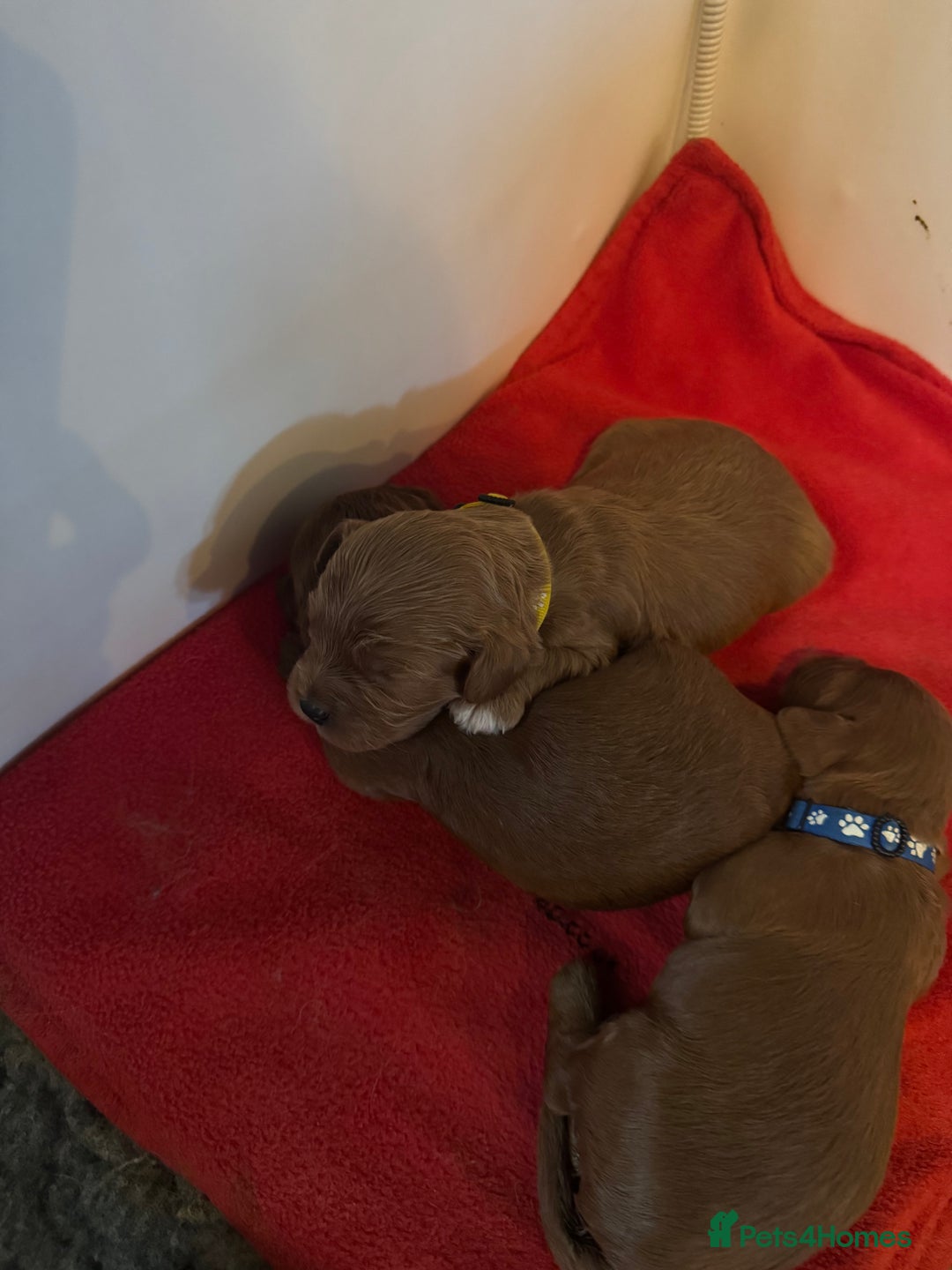 Cavapoo dogs for sale: Stunning F1 Toy Cavapoo’s 5* licensed breeder DNA - Advert 8