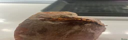 Gecko reptiles for sale: Stunning baby crested geckos - Advert 11
