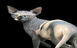 Sphynx cats for sale: Pedigree Sphynx kittens Tica Registered - Image 7