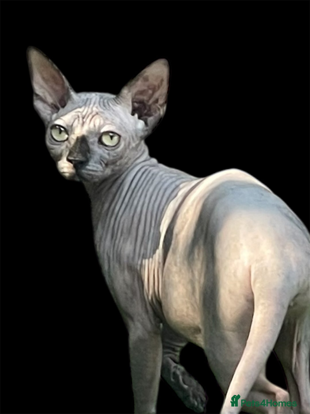 Sphynx cats for sale: Pedigree Sphynx kittens Tica Registered - Image 7
