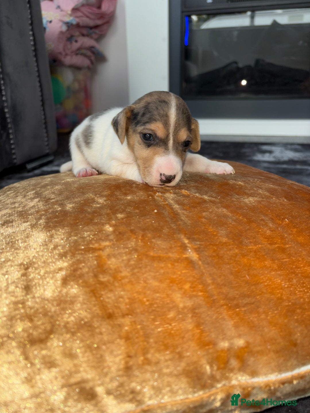 Jack Russell dogs for sale: Jack Russel puppies for sale  - Image 25