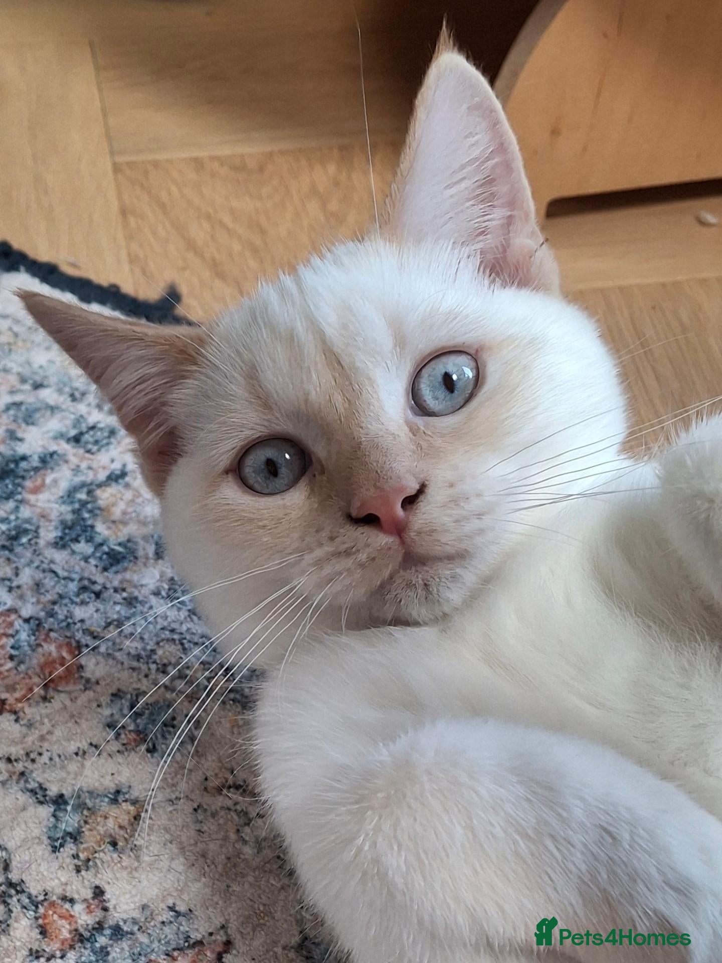 Siberian cats Beautiful  boy with blue eyes - Advert 1