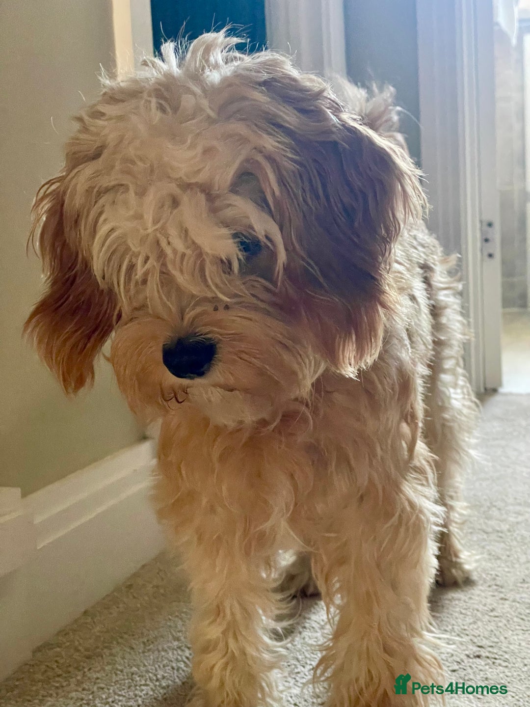 Cavapoo dogs for sale: One year old Female Spayed Apricot Cavapoo  - Image 2