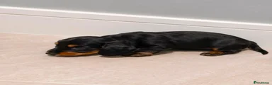 Dachshund 2
