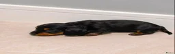 Dachshund dogs for sale: Dachshund puppies in London - Advert 3