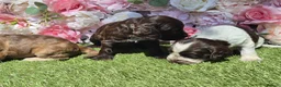Cocker Spaniel dogs for sale: KC registered show type cocker spaniels  - Advert 8
