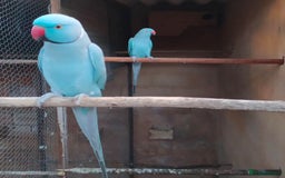 Parrots birds for sale: Indian Ringneck talking parrots  - Image 4