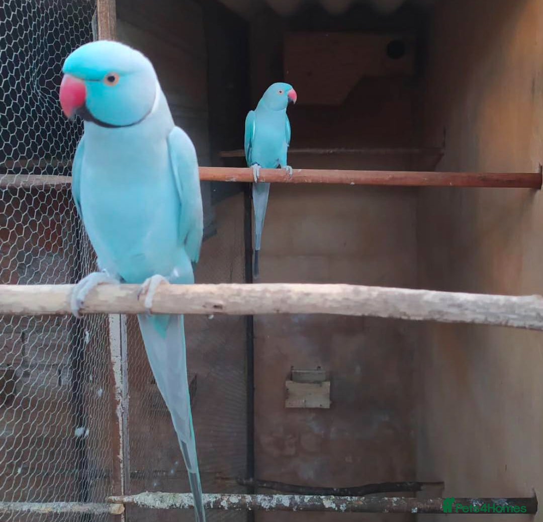 Parrots birds for sale: Indian Ringneck talking parrots  - Image 4
