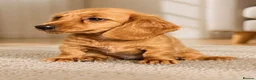 Dachshund dogs for sale: Gorgeous long haired miniature dachshund puppies  - Advert 9